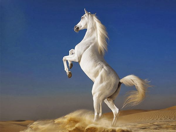 Mơ thấy con ngựa đánh con gì, có phải điềm báo tốt?
