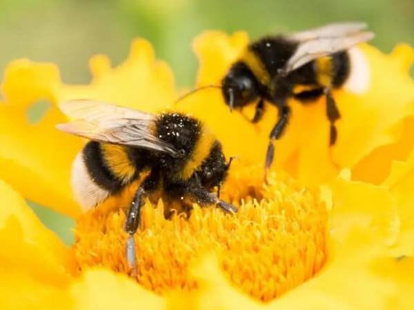 Mơ thấy ong đánh con gì trúng giải độc đắc? Điềm báo gì?