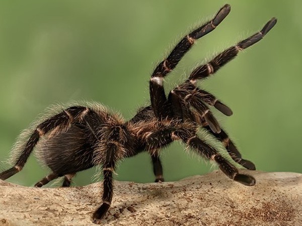 Con nhện số mấy? Mơ thấy nhện có phải lành ít dữ nhiều?