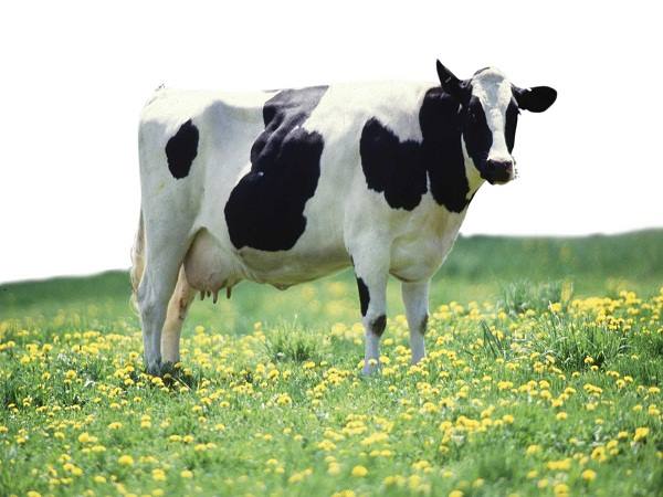 Con bò là số mấy?