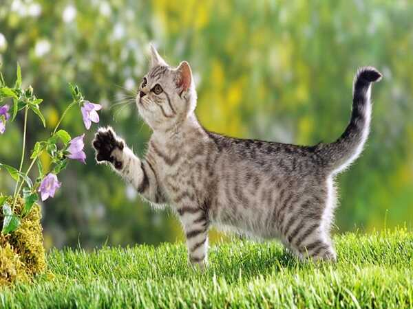 Tử vi tuổi Mão 22/5/2025 con số may mắn tuổi Mão