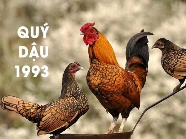 Tuổi Quý Dậu 1993 hợp với con số nào để hút may mắn?