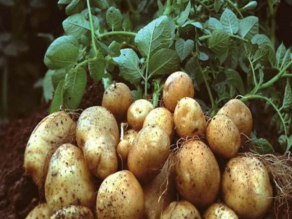 Mơ thấy củ khoai tây lời nhắc nhở khó khăn sắp tới