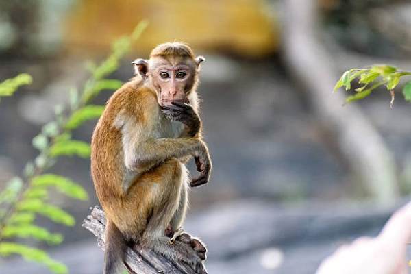 Bật mí số phát tài tuổi Canh Thân 13/10/2025 giúp đổi vận