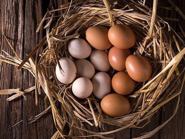 Nằm mơ thấy ổ, rổ trứng gà là điềm báo gì? Tốt hay xấu?