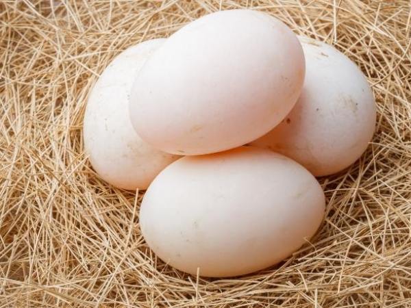 Nằm ngủ mơ thấy trứng vịt là điềm báo hung hay cát lợi?