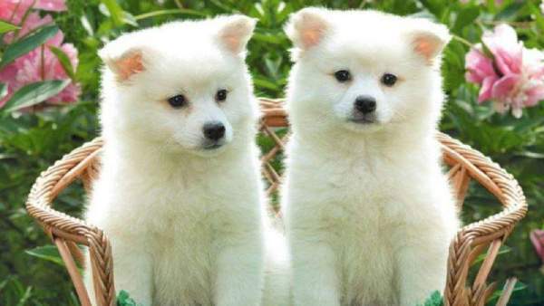 Nằm mơ thấy 2 con chó là điềm gì? Hé lộ may rủi bất ngờ