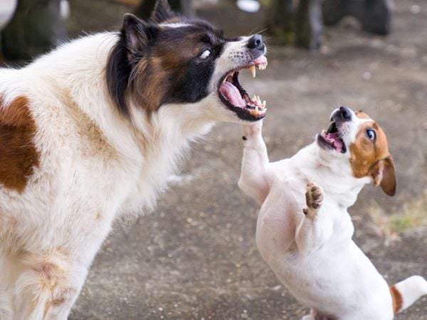 Nằm mơ thấy 2 con chó là điềm gì? Hé lộ may rủi bất ngờ