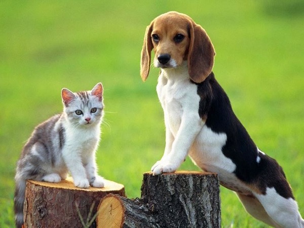 Nằm mơ thấy chó và mèo là điềm tốt hay xấu?