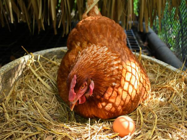 Nằm mơ thấy gà đẻ trứng là điềm báo gì, chọn số gì hên?