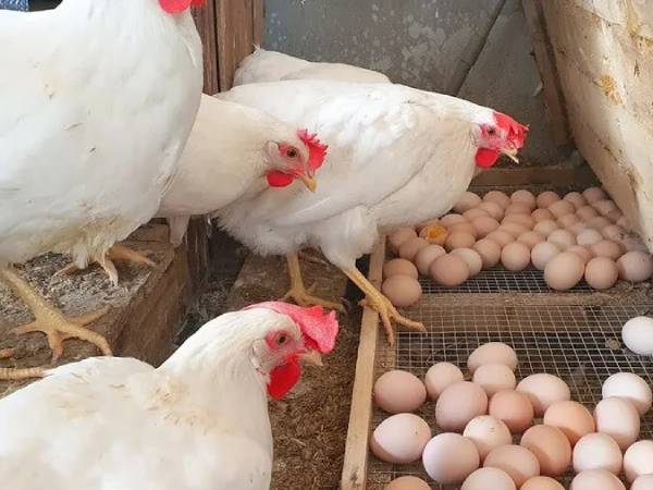 Giải mã ý nghĩa giấc mơ thấy gà đẻ trứng là điềm gì?