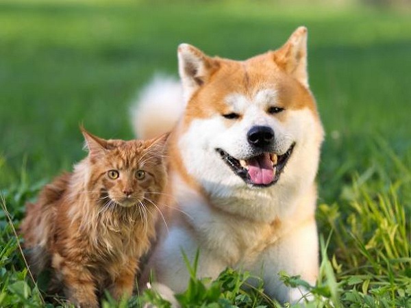 Nằm mơ thấy chó và mèo mang điềm báo gì, con số liên quan