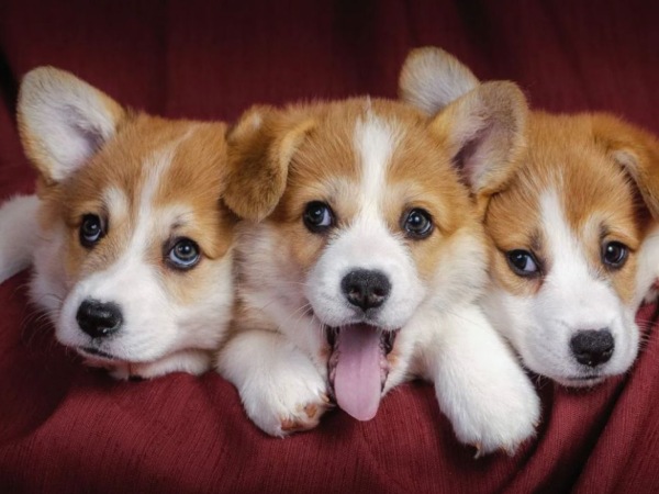 Mơ thấy 3 con chó là điềm gì, số mấy kích hoạt tài lộc?