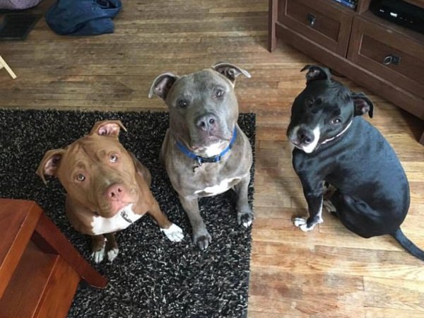 Mơ thấy 3 con chó là điềm gì, số mấy kích hoạt tài lộc?