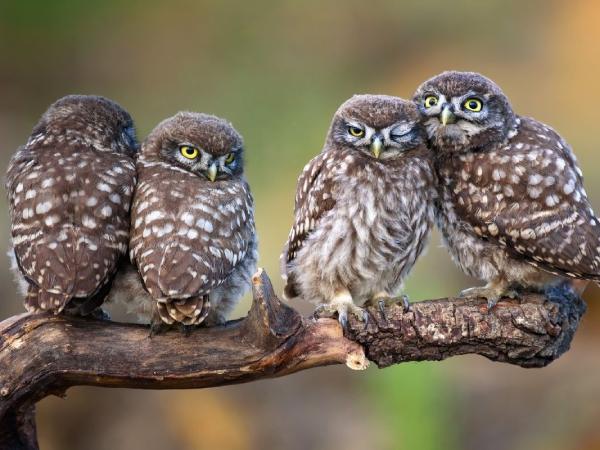 Giải mã nằm mơ thấy chim cú mèo là điềm gì, số gì hên?