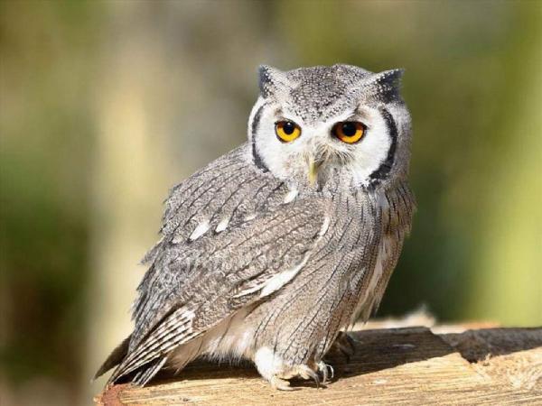 Giải mã ý nghĩa giấc mơ thấy chim cú mèo là điềm gì?