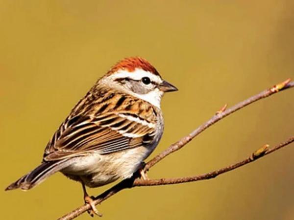 Luận giải nằm mơ thấy chim sẻ là điềm gì, số gì may mắn?