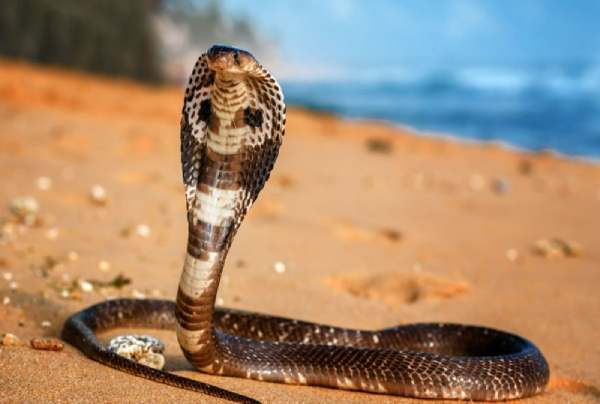 Nằm mơ thấy rắn hổ mang tấn công mình