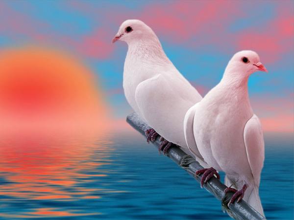 Chim bồ câu số mấy và ý nghĩa bồ câu biểu tượng hòa bình