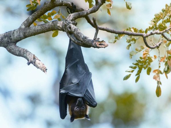 Khám phá con dơi số mấy để thu hút may mắn, thịnh vượng