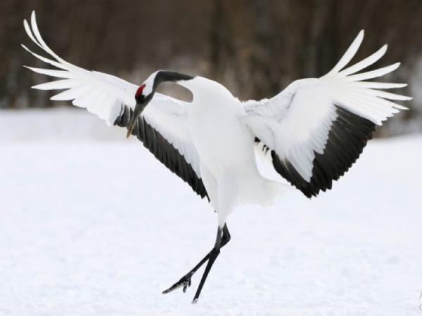 Ý nghĩa con hạc trong phong thủy