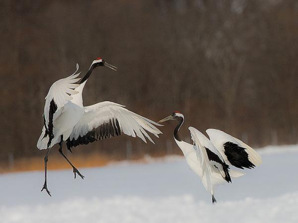Con hạc số mấy có ý nghĩa gì theo phong thủy tâm linh