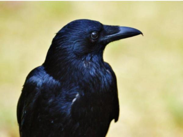 Giải mã con Quạ trong giấc mơ và con số liên quan