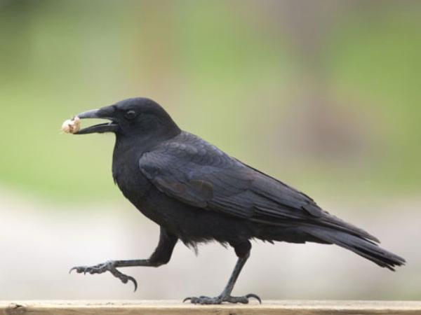 Con quạ số mấy, ý nghĩa con quạ có phải luôn xui xẻo