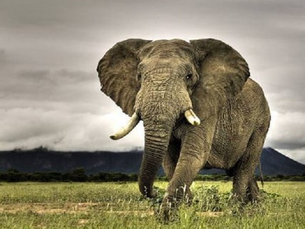 Con voi số mấy? Voi số mấy dễ trúng?