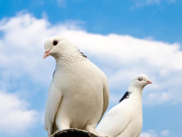 Chim bồ câu là số mấy? Góc nhìn linh hoạt