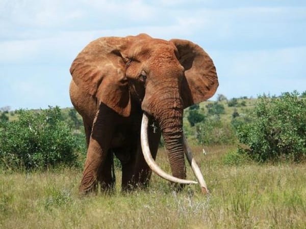 Giải đáp con voi số mấy và mơ thấy con voi là điềm gì