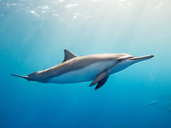 Ý nghĩa chung mơ thấy cá heo là gì? Ý nghĩa chung mơ thấy cá heo là gì?