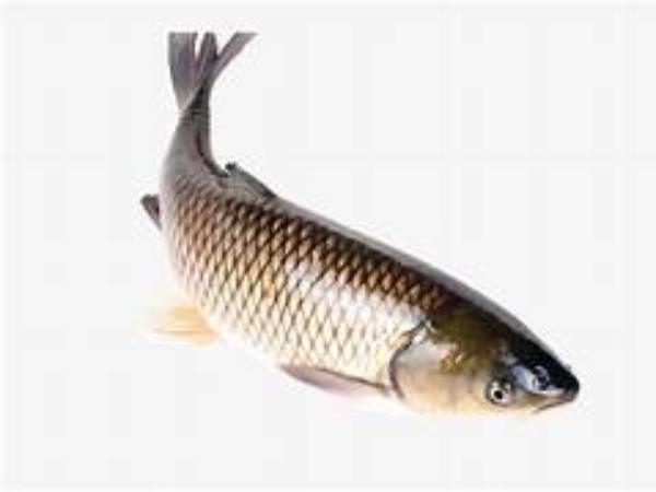 Mơ thấy cá trắm to điềm tốt hay xấu, con số nào may mắn?