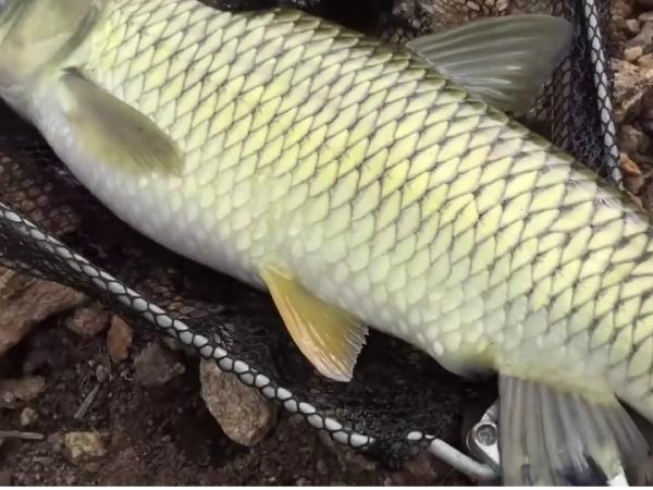 Mơ thấy cá trắm to điềm tốt hay xấu, con số nào may mắn?