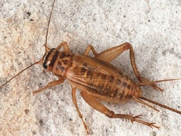 Bất ngờ ý nghĩa con dế số mấy theo quan niệm dân gian