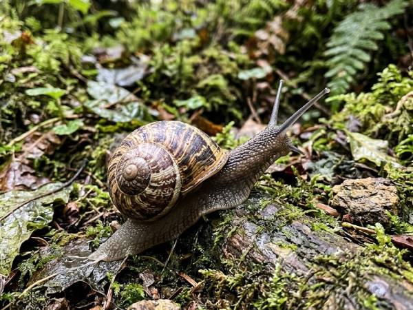 Khám phá con ốc số mấy có điềm báo gì may mắn tài lộc