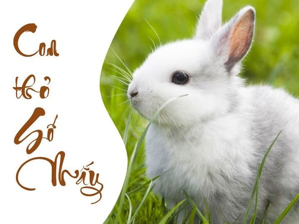 Giải mã con thỏ số mấy và ý nghĩa con thỏ trong giấc mơ