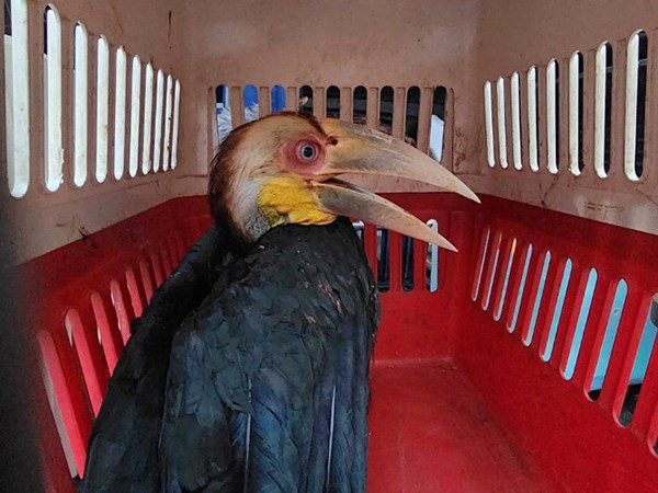 Nằm mơ thấy bắt được chim là điềm gì, dữ hay lành?