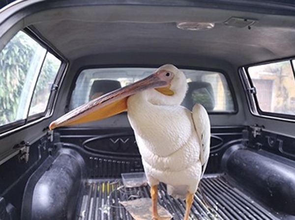 Nằm mơ thấy bắt được chim là điềm gì, dữ hay lành?