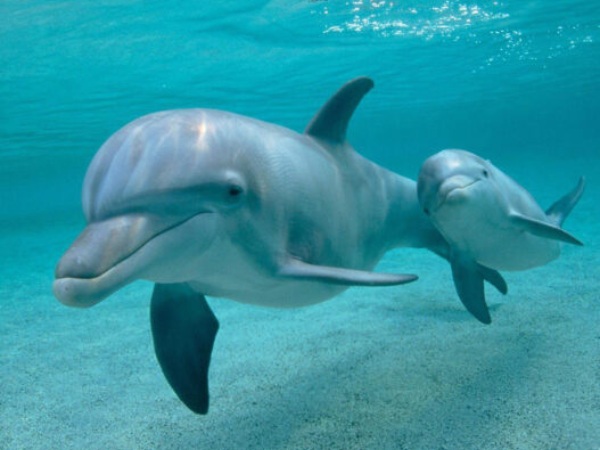 Giải mã mơ thấy cá heo điềm gì, số gì theo từng trường hợp