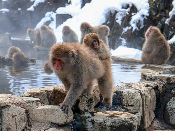 Luận giải con khỉ số mấy, mơ thấy con khỉ là điềm gì?