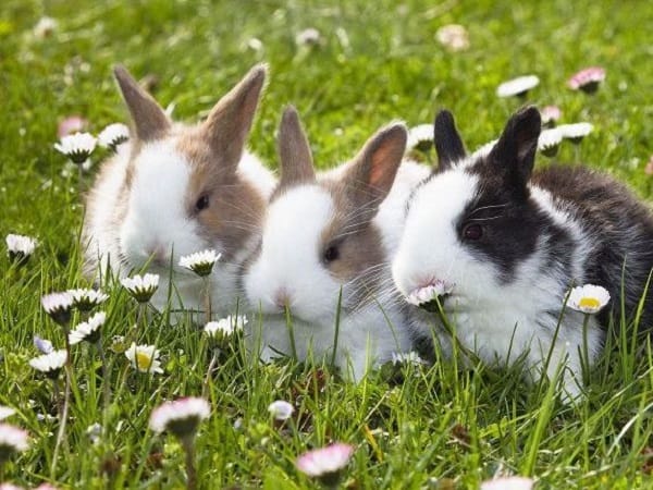 Giải mã giấc mơ thấy thỏ có ý nghĩa gì?